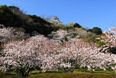 城山公園(館山城址) #