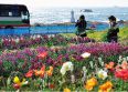 白浜、千倉地区 お花畑 #
