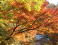富津 志駒の紅葉を観賞 #