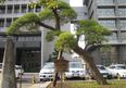 千葉県庁 #