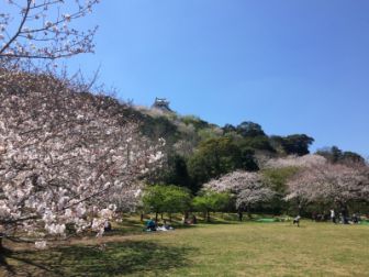 館山城　城山公園　桜満開！！