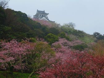 房総 やっと桜の開花です!