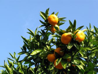 南房総の暖かい日差しをたっぷり浴びた『みかん』狩りはいかが?