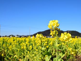 早春の鴨川の見どころ『菜な畑ロード2017』のご案内